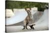 Chihuahua on Skateboard in Skate Park-null-Stretched Canvas