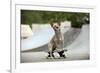 Chihuahua on Skateboard in Skate Park-null-Framed Photographic Print