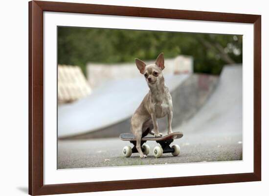 Chihuahua on Skateboard in Skate Park-null-Framed Photographic Print