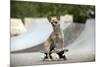 Chihuahua on Skateboard in Skate Park-null-Mounted Photographic Print