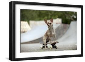 Chihuahua on Skateboard in Skate Park-null-Framed Photographic Print