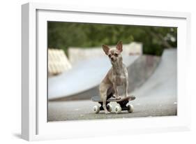 Chihuahua on Skateboard in Skate Park-null-Framed Photographic Print