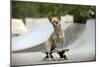 Chihuahua on Skateboard in Skate Park-null-Mounted Photographic Print