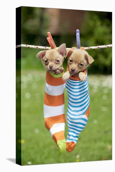 Chihuahua Puppies Hanging in Socks (4 Weeks)-null-Stretched Canvas