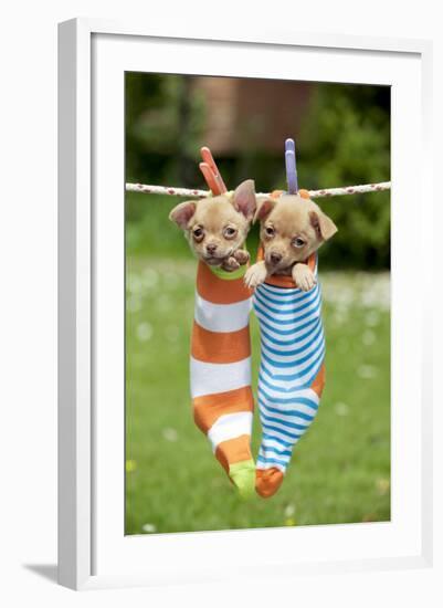 Chihuahua Puppies Hanging in Socks (4 Weeks)-null-Framed Photographic Print