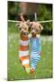 Chihuahua Puppies Hanging in Socks (4 Weeks)-null-Mounted Photographic Print