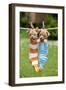 Chihuahua Puppies Hanging in Socks (4 Weeks)-null-Framed Photographic Print