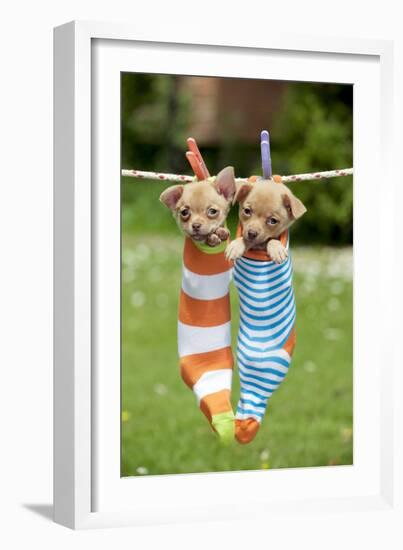 Chihuahua Puppies Hanging in Socks (4 Weeks)-null-Framed Photographic Print