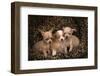 Chihuahua Puppies in Dog Bed-DLILLC-Framed Photographic Print