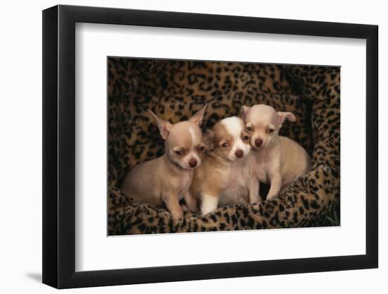 Chihuahua Puppies in Dog Bed-DLILLC-Framed Photographic Print