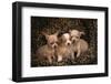 Chihuahua Puppies in Dog Bed-DLILLC-Framed Photographic Print