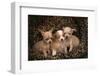 Chihuahua Puppies in Dog Bed-DLILLC-Framed Photographic Print