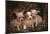 Chihuahua Puppies in Dog Bed-DLILLC-Mounted Photographic Print