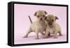 Chihuahua Puppies Standing Together (6 and 4 Weeks)-null-Framed Stretched Canvas