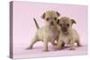 Chihuahua Puppies Standing Together (6 and 4 Weeks)-null-Stretched Canvas