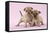 Chihuahua Puppies Standing Together (6 and 4 Weeks)-null-Framed Stretched Canvas