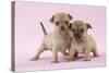 Chihuahua Puppies Standing Together (6 and 4 Weeks)-null-Stretched Canvas