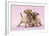 Chihuahua Puppies Standing Together (6 and 4 Weeks)-null-Framed Photographic Print