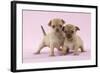 Chihuahua Puppies Standing Together (6 and 4 Weeks)-null-Framed Photographic Print