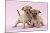 Chihuahua Puppies Standing Together (6 and 4 Weeks)-null-Mounted Photographic Print