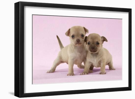 Chihuahua Puppies Standing Together (6 and 4 Weeks)-null-Framed Photographic Print