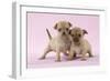Chihuahua Puppies Standing Together (6 and 4 Weeks)-null-Framed Photographic Print