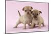 Chihuahua Puppies Standing Together (6 and 4 Weeks)-null-Mounted Photographic Print