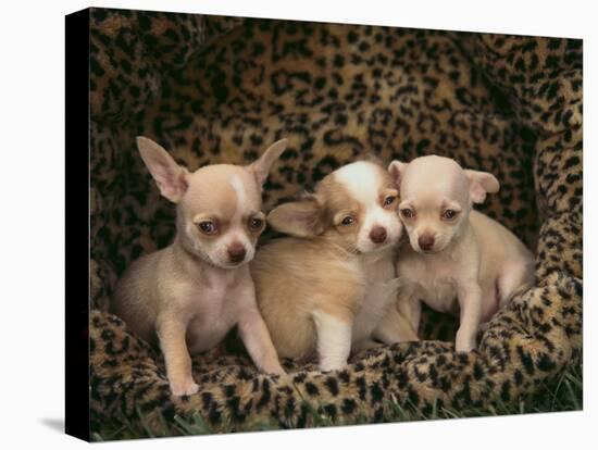 Chihuahua Puppies-DLILLC-Stretched Canvas