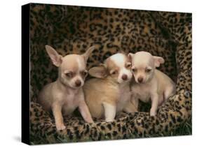 Chihuahua Puppies-DLILLC-Stretched Canvas