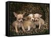Chihuahua Puppies-DLILLC-Framed Stretched Canvas