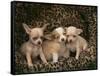 Chihuahua Puppies-DLILLC-Framed Stretched Canvas