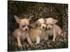 Chihuahua Puppies-DLILLC-Stretched Canvas