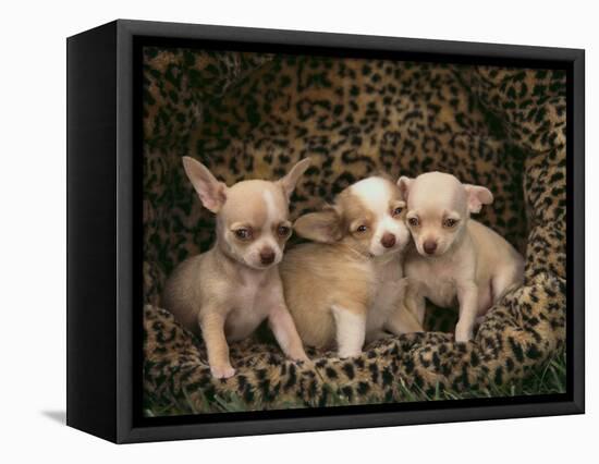 Chihuahua Puppies-DLILLC-Framed Stretched Canvas