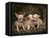 Chihuahua Puppies-DLILLC-Framed Stretched Canvas