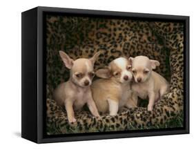 Chihuahua Puppies-DLILLC-Framed Stretched Canvas