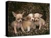 Chihuahua Puppies-DLILLC-Stretched Canvas