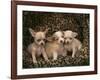 Chihuahua Puppies-DLILLC-Framed Photographic Print