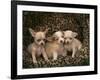 Chihuahua Puppies-DLILLC-Framed Photographic Print