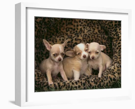 Chihuahua Puppies-DLILLC-Framed Photographic Print