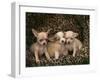 Chihuahua Puppies-DLILLC-Framed Photographic Print