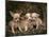 Chihuahua Puppies-DLILLC-Mounted Photographic Print