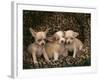 Chihuahua Puppies-DLILLC-Framed Photographic Print