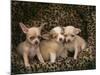 Chihuahua Puppies-DLILLC-Mounted Photographic Print