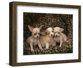 Chihuahua Puppies-DLILLC-Framed Photographic Print