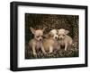 Chihuahua Puppies-DLILLC-Framed Photographic Print