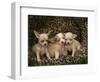 Chihuahua Puppies-DLILLC-Framed Photographic Print