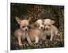 Chihuahua Puppies-DLILLC-Framed Photographic Print