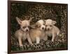 Chihuahua Puppies-DLILLC-Framed Photographic Print