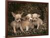 Chihuahua Puppies-DLILLC-Framed Photographic Print