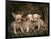 Chihuahua Puppies-DLILLC-Framed Photographic Print